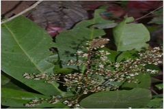 Lepisanthes senegalensis